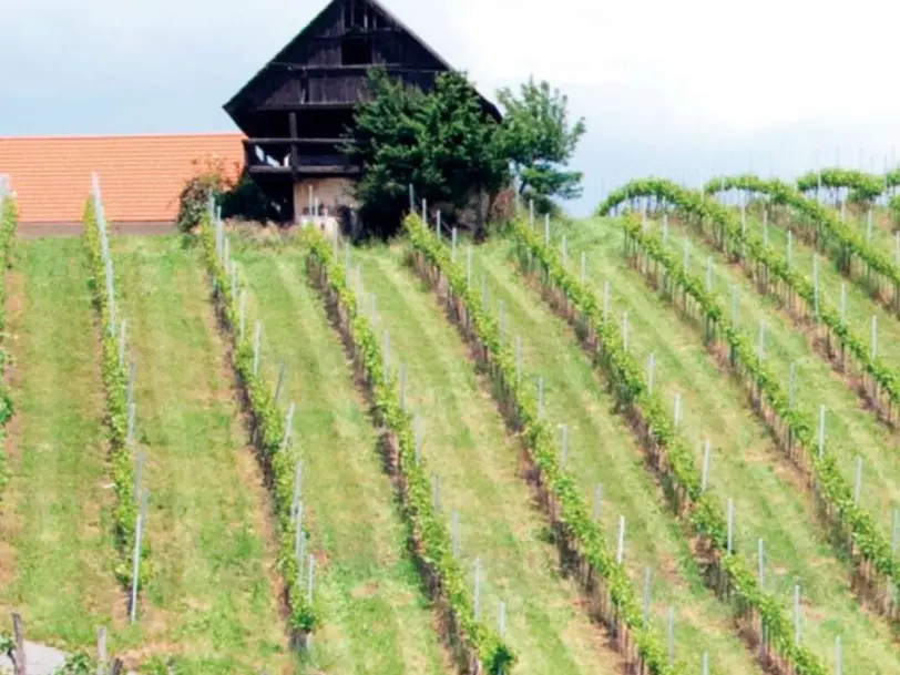 Weinhof/Brennerei Bauer-Prall in Mooskirchen